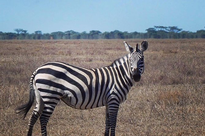 Best Ngorongoro crater Tanzania Safari 1- Day tour Experience - Starting from Arusha after breakfast