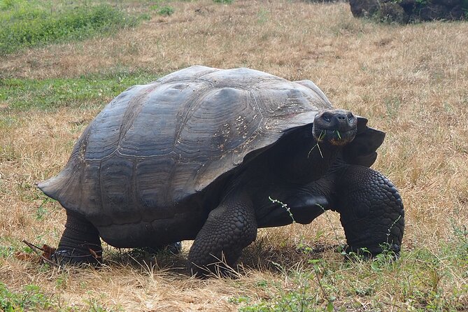 BiciTour Giant Turtles and Lava Tunnel in Galapagos - Galapagos Frontier and the giant tortoises