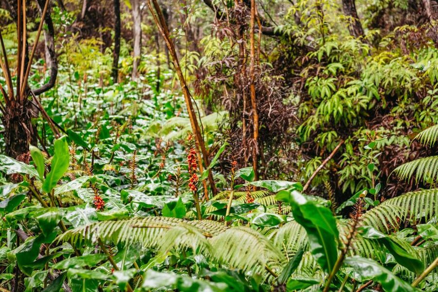 Big Island: Hawai'i Volcanoes National Park Guided Hike - Steam vents and the active caldera