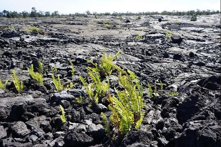 Big Island Hawaii Volcano Day tour from Oahu and Hotel PU - Hilo’s Ocean, Gardens, and Local Flavor