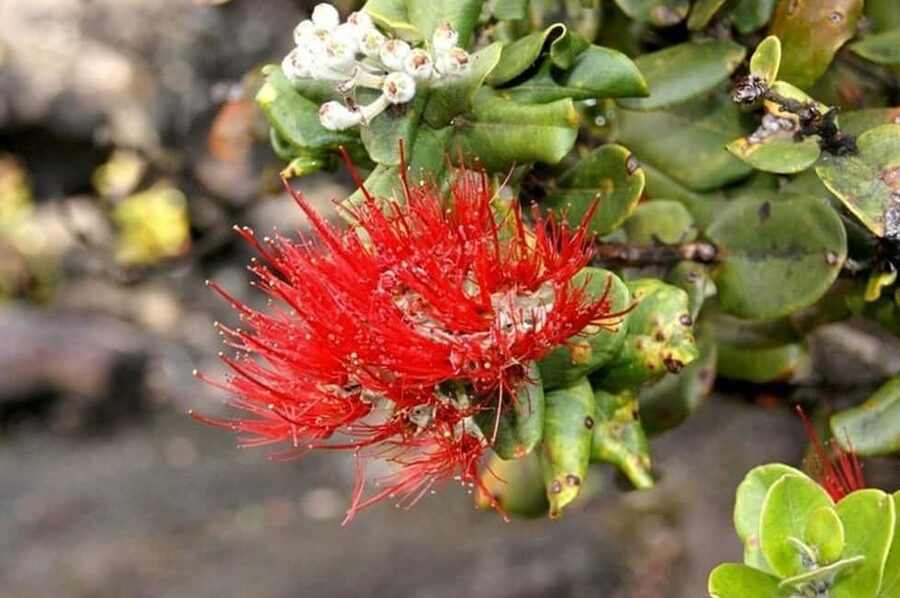Big Island Hawaii Volcano Day tour from Oahu and Hotel PU - Inside Hawaiʻi Volcanoes National Park