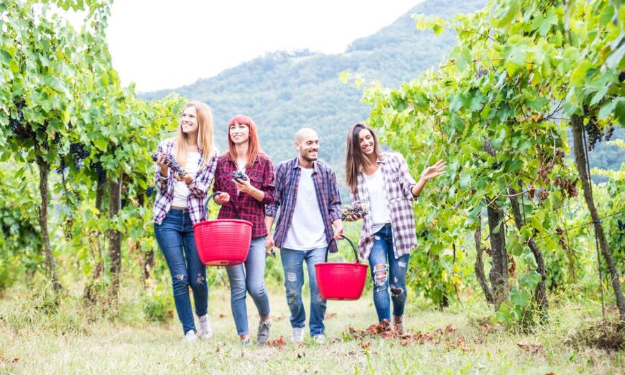 Boscotrecase: Vesuvius Wine Tasting Tour Lunch - Why Vesuvius makes this wine visit different