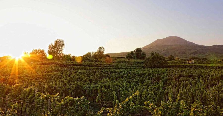 Boscotrecase: Vesuvius Wine Tasting Tour Lunch - Four wines with a Campanian meal