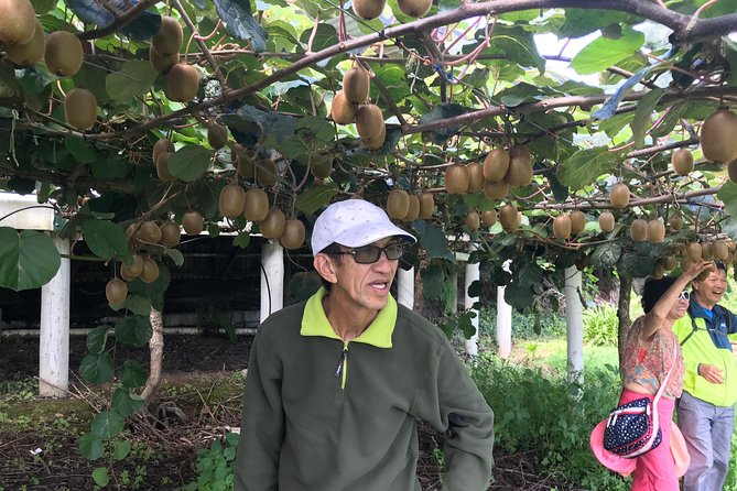 Boutique tour , Mt Maunganui, NZ farm, Rotorua lakes/geothermal - A big day out from Tauranga