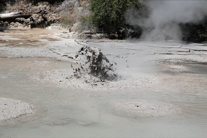 Boutique tour , Mt Maunganui, NZ farm, Rotorua lakes/geothermal - Te Puke and New Zealand’s kiwi country