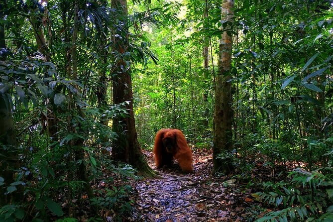 Bukit Lawang Berastagi 4 Days 3 Nights Volcano & Jungle Trekking - Why this North Sumatra route works