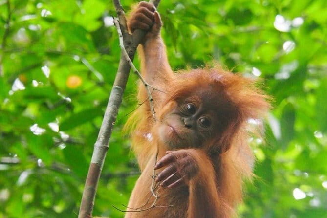 Bukit Lawang Berastagi 4 Days 3 Nights Volcano & Jungle Trekking - Day 3: From Bukit Lawang to Berastagi