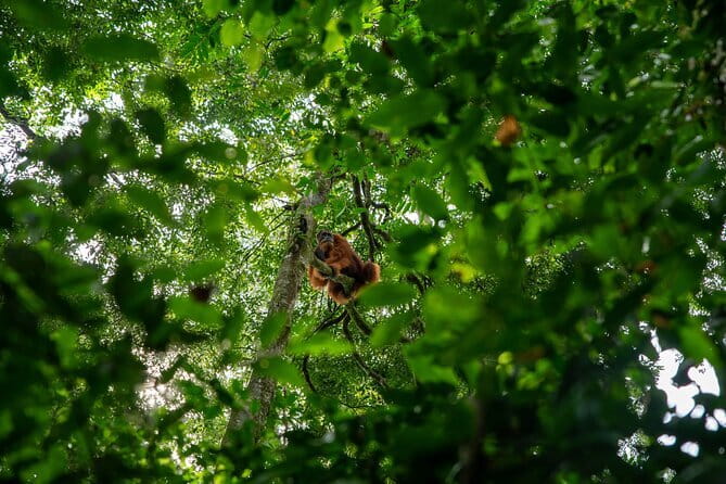 Bukit Lawang Berastagi 4 Days 3 Nights Volcano & Jungle Trekking - A warm finish at Pesona Sibayak View