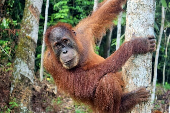 Bukit Lawang Berastagi 4 Days 3 Nights Volcano & Jungle Trekking - What $415.50 buys you