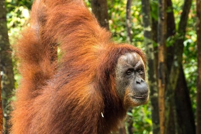 Bukit Lawang Berastagi 4 Days 3 Nights Volcano & Jungle Trekking - Who should book this experience?