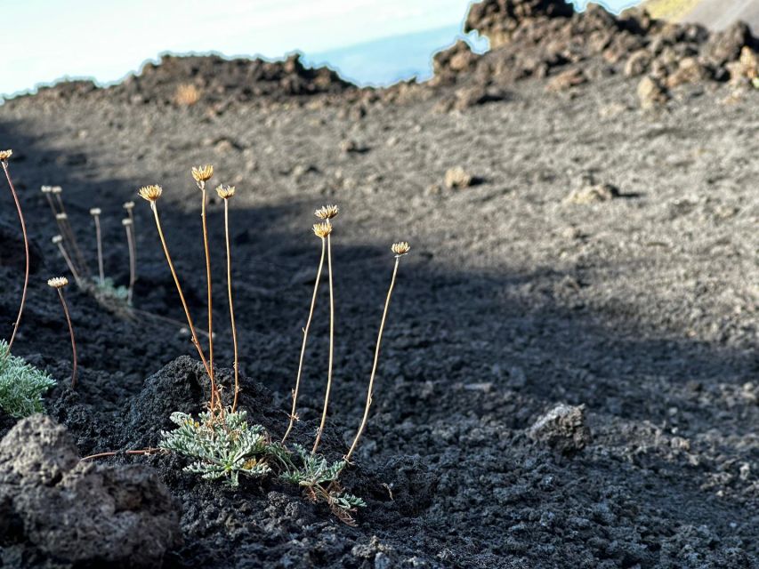 Catania: Etna Morning or Sunset Trek with Lava Tunnel & Gear - Key points to know before you go