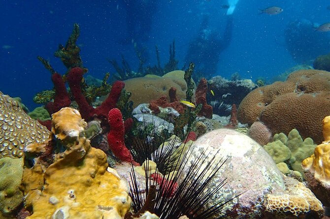 Champagne Reef Snorkeling Tour at volcanic hot Bubbles Dominica - Key points to know before booking