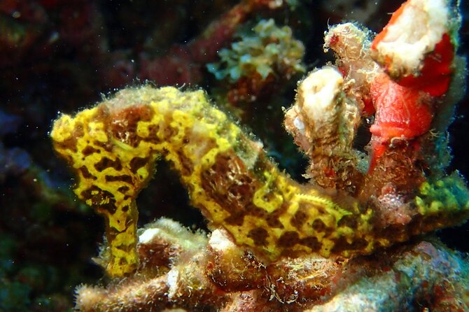 Champagne Reef Snorkeling Tour at volcanic hot Bubbles Dominica - Wildlife sightings depend on conditions