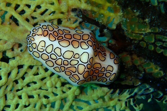 Champagne Reef Snorkeling Tour at volcanic hot Bubbles Dominica - Beach time after the bubbles