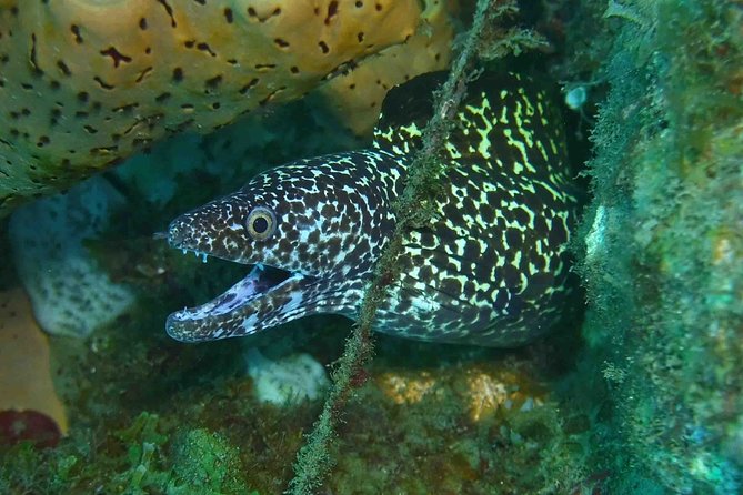 Champagne Reef Snorkeling Tour at volcanic hot Bubbles Dominica - Is $29 a good value?