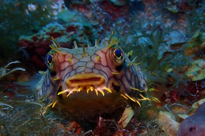 Champagne Reef Snorkeling Tour at volcanic hot Bubbles Dominica - Who will enjoy this tour most