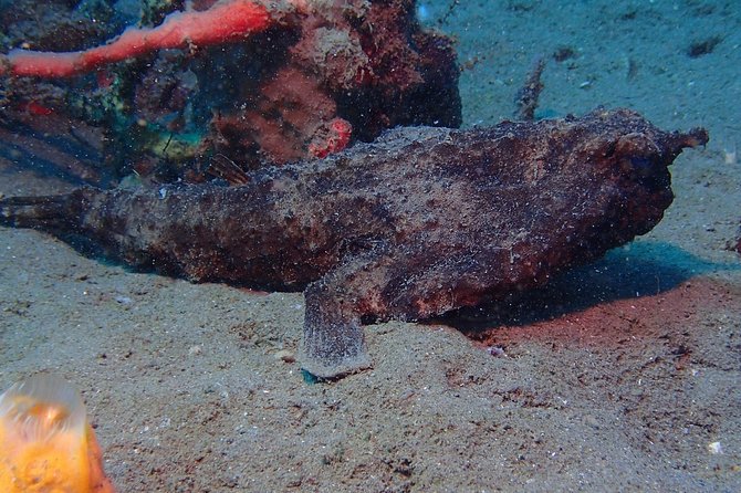 Champagne Reef Snorkeling Tour at volcanic hot Bubbles Dominica - The guided swim and underwater route