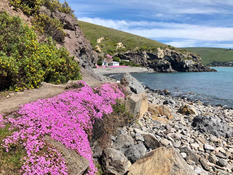 Christchurch: Guided Crater Rim Walk with Coastal Scenery - Key points at a glance