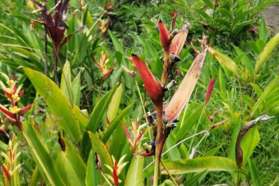 City Tour w/ Gardens, Volcano, Trafalgar Falls, Morne Bruce - Booking details worth noting