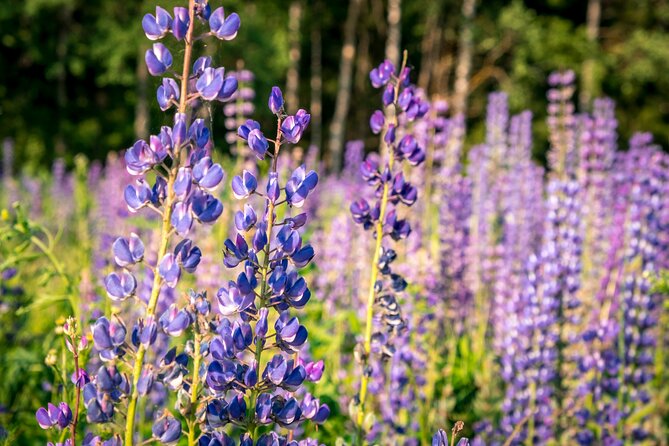 Crater Lake National Park Self-Guided Driving Audio Tour - Watchman Peak and Merriam Point