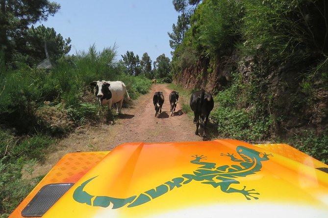 Craters of Fire - 4X4 Full-Day Tour - Leaving Funchal for Madeira’s southwest