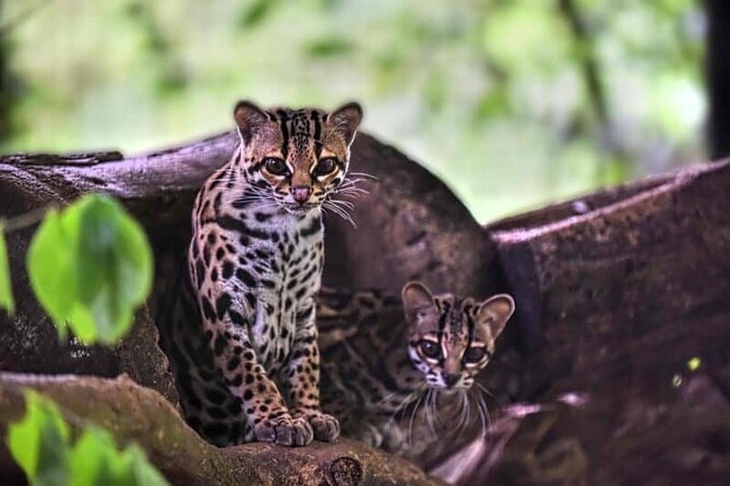 Day Tour: Doka Estate, Poás Volcano and La Paz Waterfalls - Who should book this Costa Rica day trip?