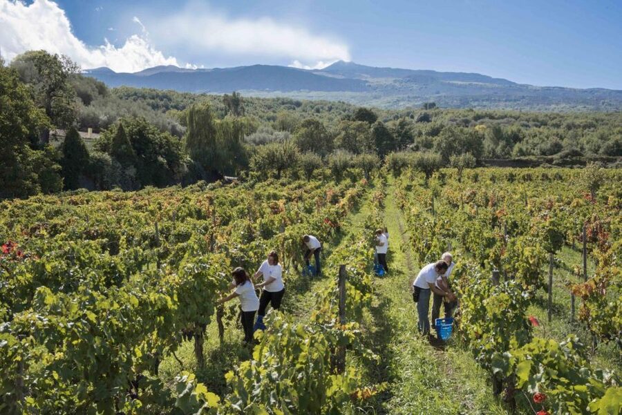 Day Tour To Etna Volcano, Winery and Taormina from Catania - Who should book this Etna and Taormina day?
