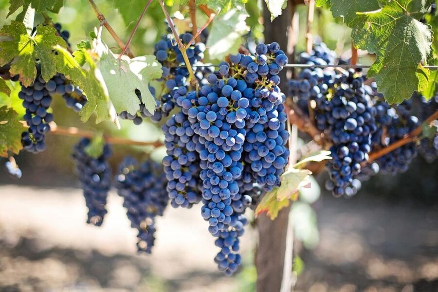 Day Tour To Etna Volcano, Winery and Taormina from Catania - The vehicle, driver, and private format