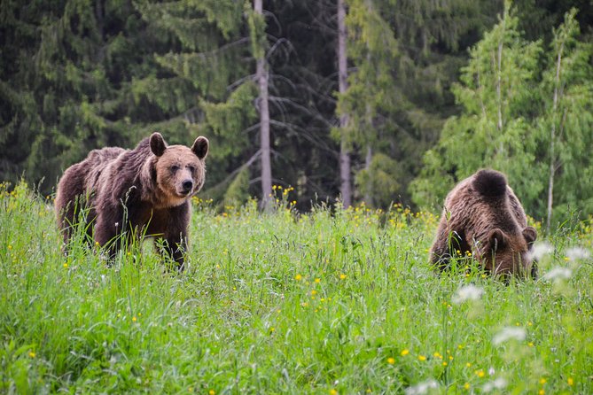 Day Trip & Bear Watching in the Land of Volcanoes - St. Anna Lake and Romania’s volcanic past
