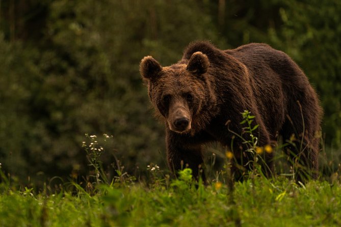 Day Trip & Bear Watching in the Land of Volcanoes - Practical value, timing, and what to bring