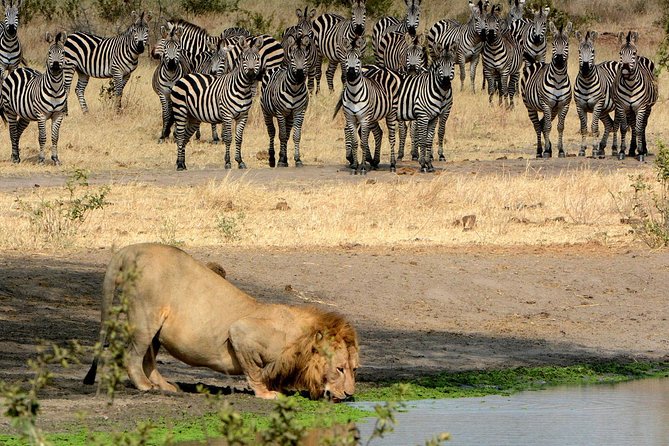 Day Trip to Ngorongoro Crater - Lake Magadi and the picnic lunch