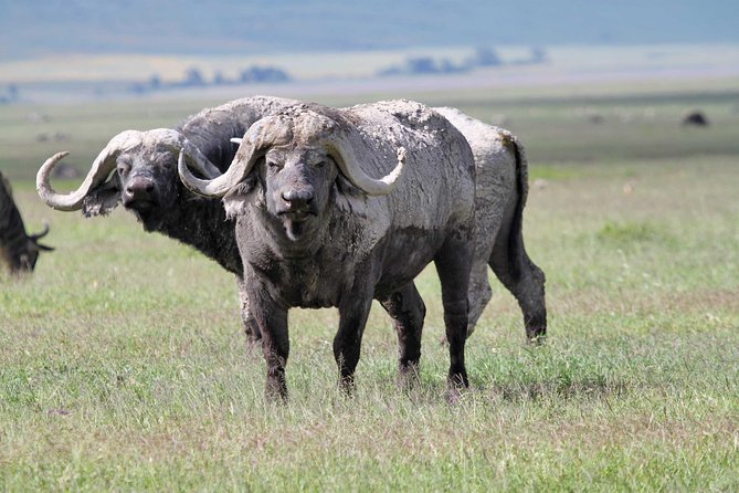 Day Trip to Ngorongoro Crater - What the $345 price really covers