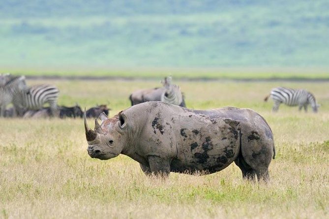 Day Trip to Ngorongoro Crater - The guide can make or break the day