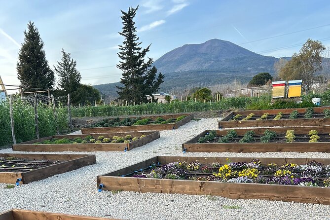 Dinner at a Winery on the Slopes of Mount Vesuvius - Arriving from Pompeii to the Vesuvius slopes