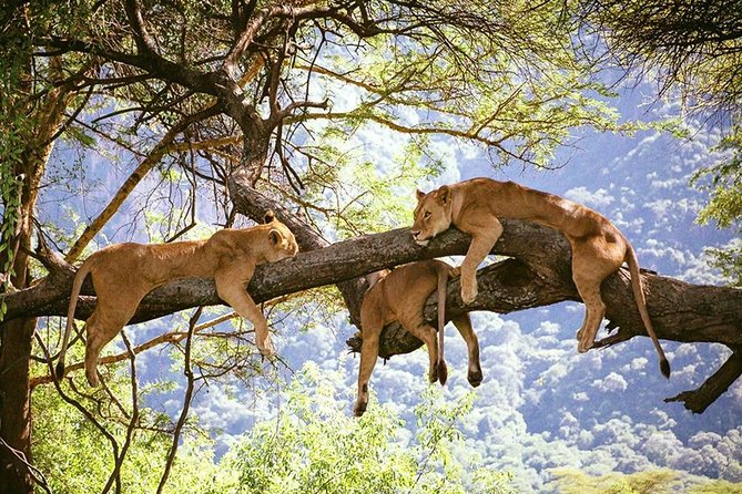 Elephant Special Serengeti & Ngorongoro Crater 5 Days / 4 Nights - What this five-day safari actually offers