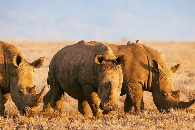 Elephant Special Serengeti & Ngorongoro Crater 5 Days / 4 Nights - Day four at Ngorongoro Crater, a compact wildlife world