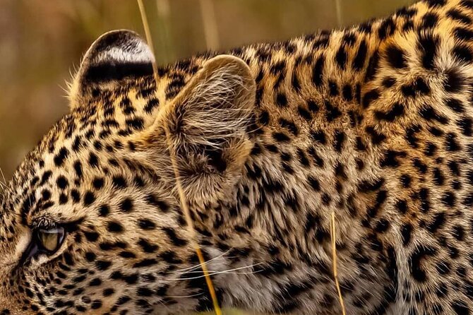 Elephant Special Serengeti & Ngorongoro Crater 5 Days / 4 Nights - Day one at Tarangire, elephants and the dry-season river