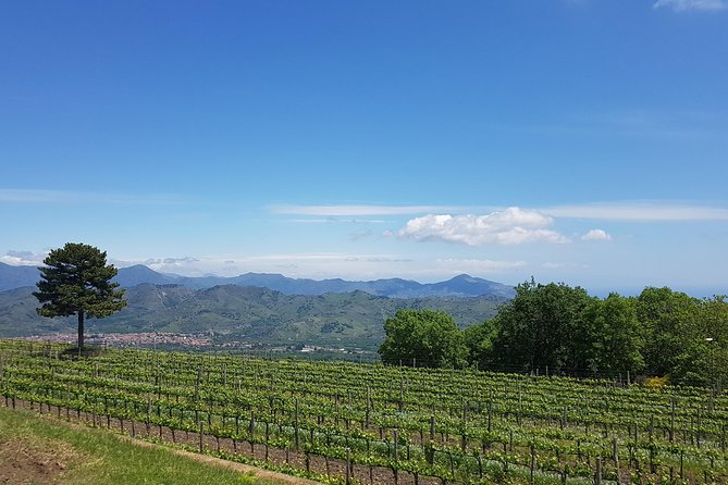 Etna Easy & Winery from Messina, Catania or Taormina/G. Naxos - One hour at the Silvestri Craters