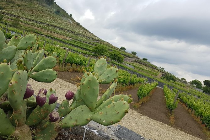 Etna Easy & Winery from Messina, Catania or Taormina/G. Naxos - Is $304.18 per person fair?