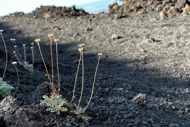 Etna Morning or Sunset - Trek & Lava Tunnel with Gear - What the private format changes
