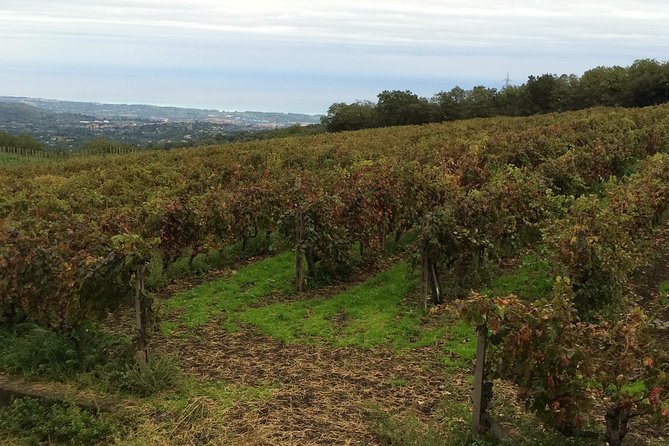 Etna Tour and Lunch in a Winery with Wine Tasting - Should you book it?