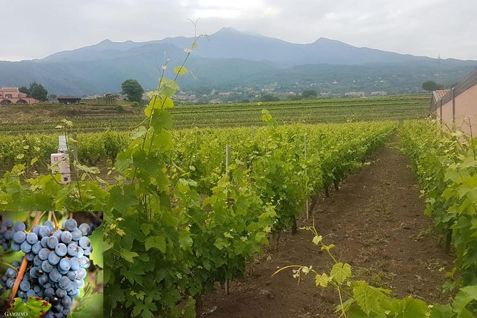 Etna trekking and wine tasting - The optional climb toward 3,000 meters