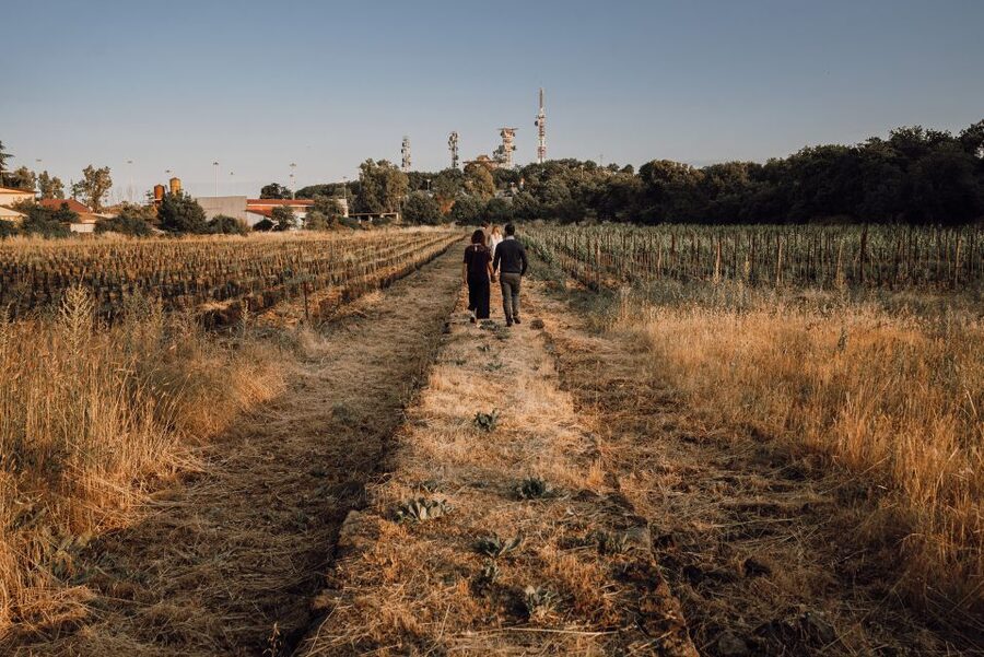 Etna Urban Winery, Vineyard Walk & Sunset Tasting Dinner - Key points to know before booking