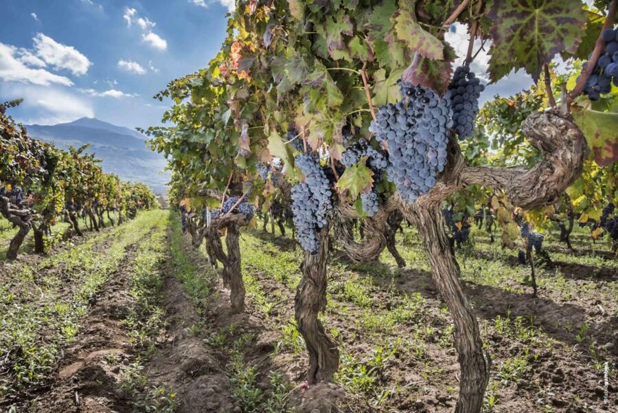 Etna & Wine Private Day Tour - Weather, volcanic alerts, and what to pack