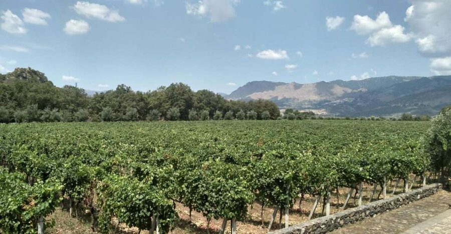 Etna: Wine Tasting and Food Tour - Key things to know before booking
