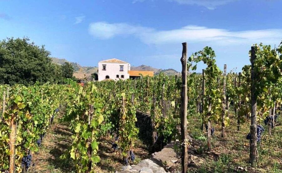 Etna: Wine Tasting and Food Tour - Why this Etna wine day works so well
