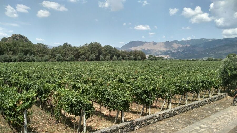 Etna: Wine Tasting and Food Tour - The first winery: wine lessons with a view