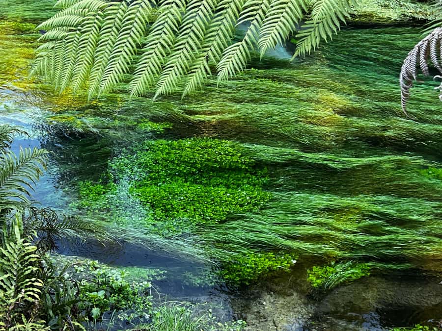 Ex Auckland: TE PUIA Geothermal, Redwood & Blue Springs - Why this Auckland day trip works