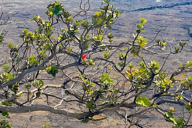 Fat Tire E-Bike Tour for Cruise Guests - Volcanoes National Park - Snacks, water, and the practical comforts