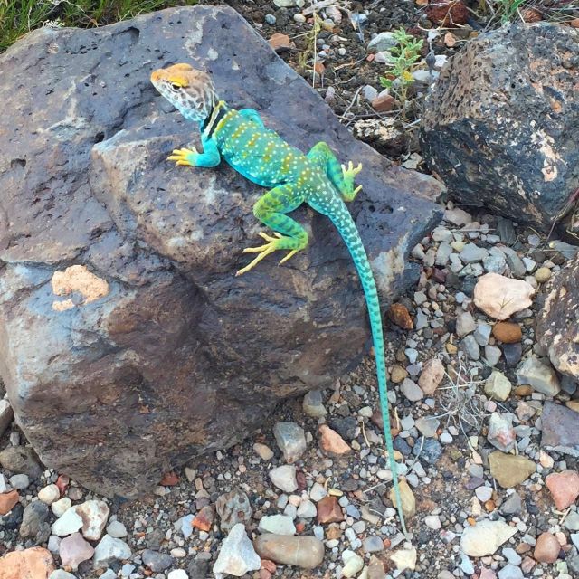 Flagstaff: Grand Canyon, Wupatki & Volcano Christian Tour - Key points at a glance